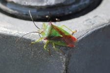Grüne Stinkwanze / Green Shield Bug / Palomena prasina