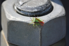 Grüne Stinkwanze / Green Shield Bug / Palomena prasina