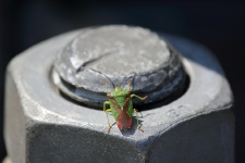 Grüne Stinkwanze / Green Shield Bug / Palomena prasina
