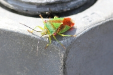 Grüne Stinkwanze / Green Shield Bug / Palomena prasina