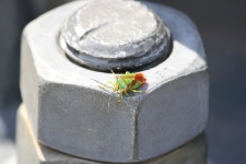 Grüne Stinkwanze / Green Shield Bug / Palomena prasina